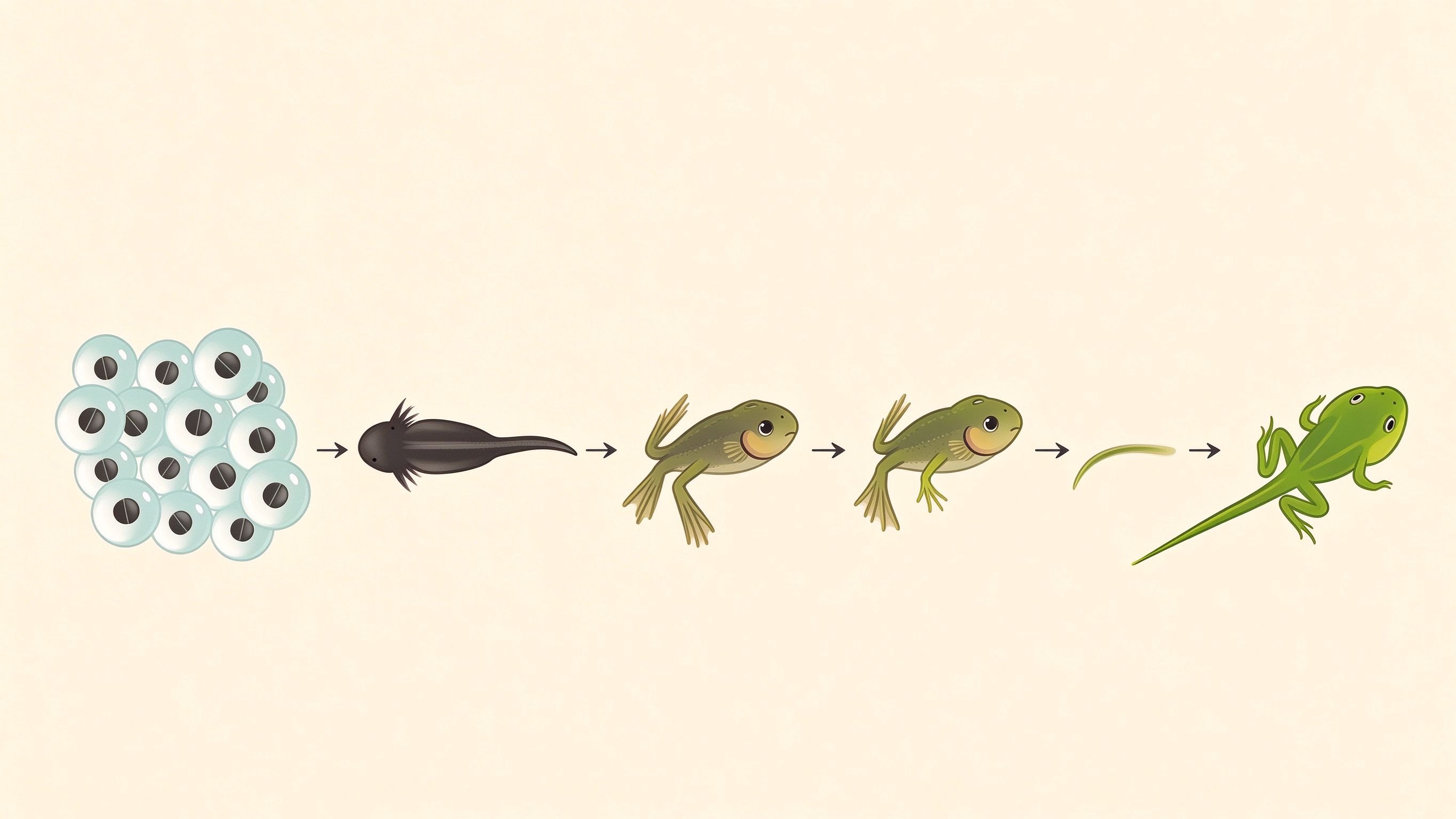 Frog life cycle annotated picture vocabulary with labeled objects
