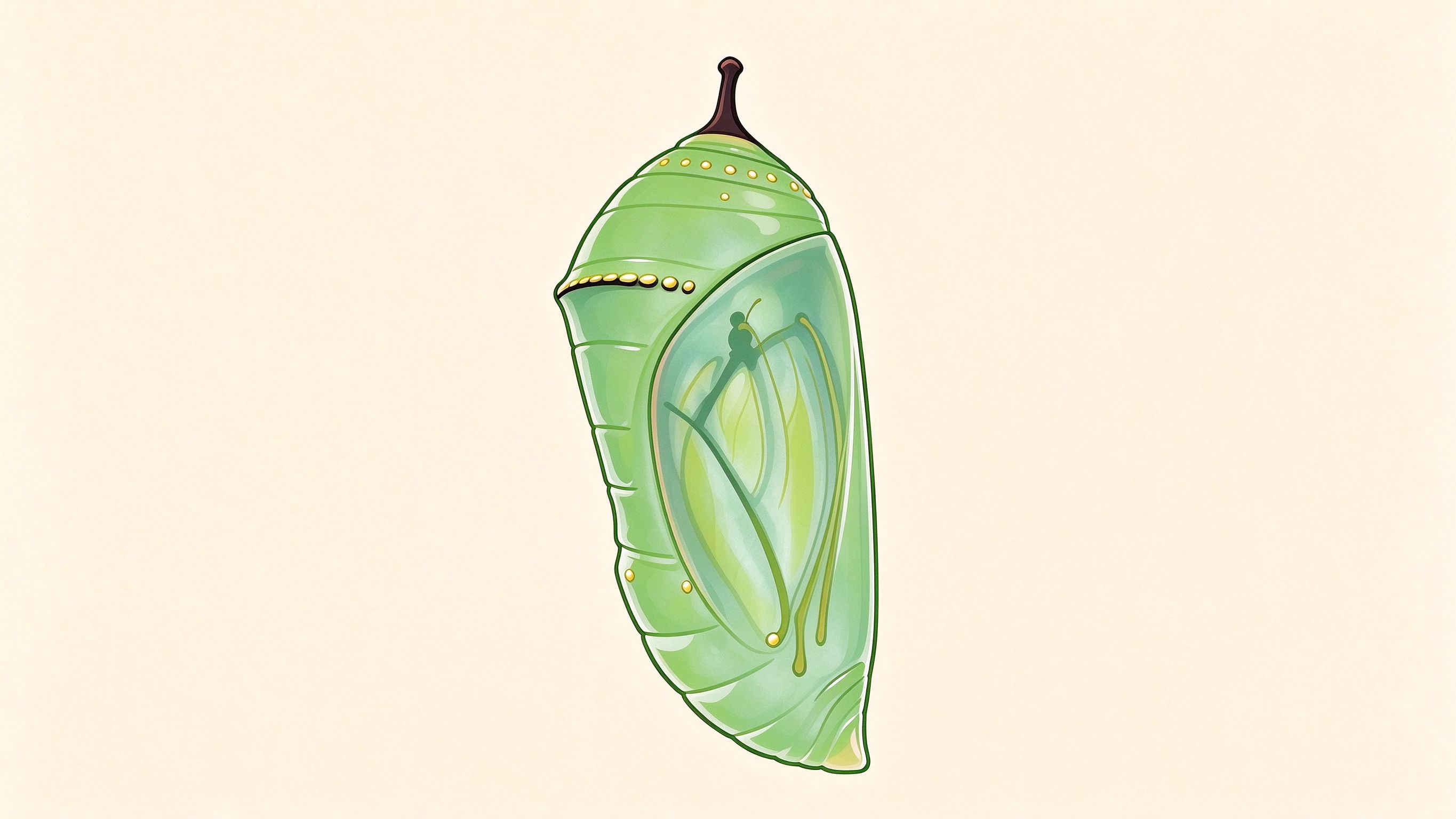 Butterfly chrysalis annotated picture vocabulary with labeled objects