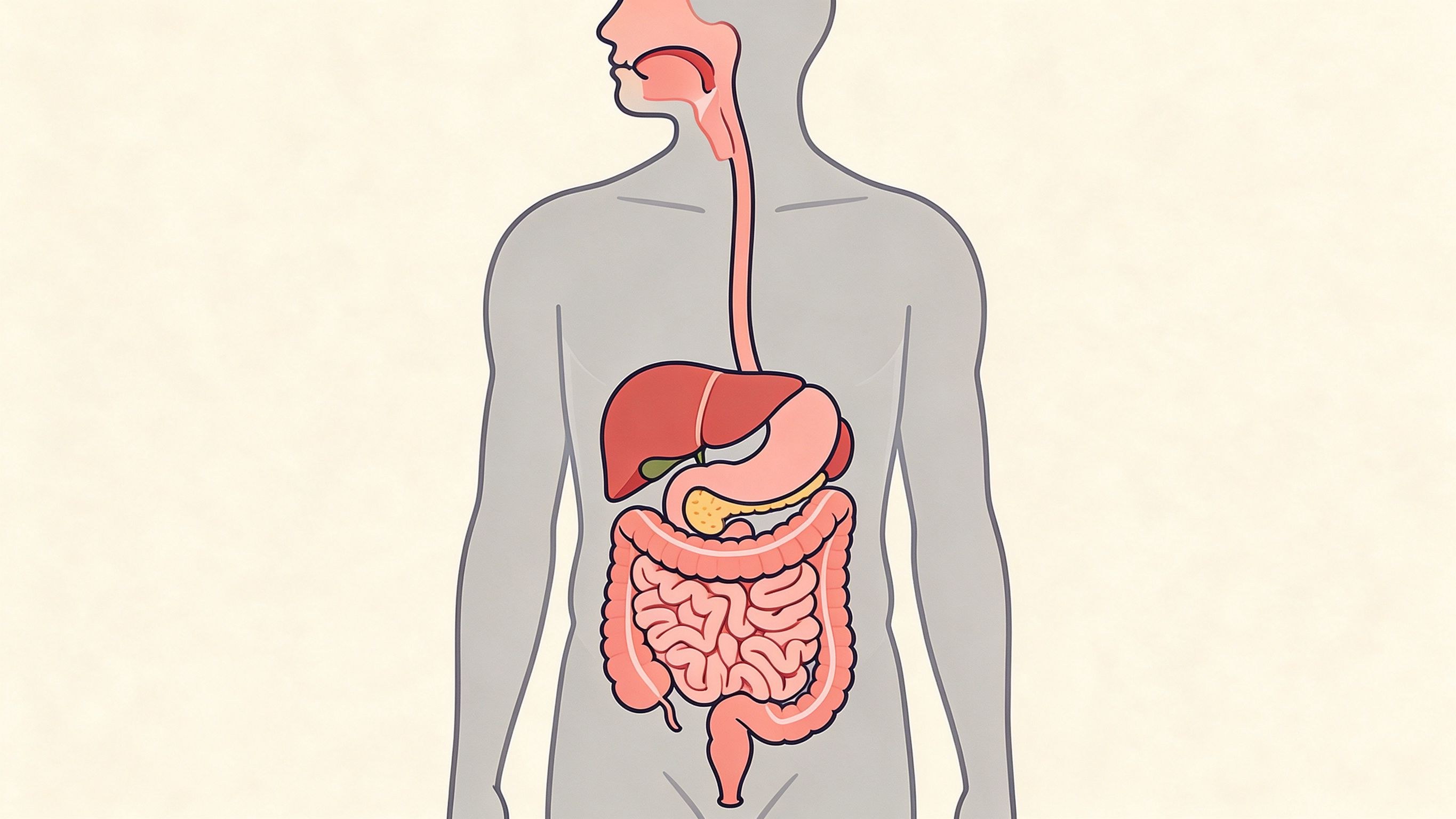Digestive system annotated picture vocabulary with labeled objects