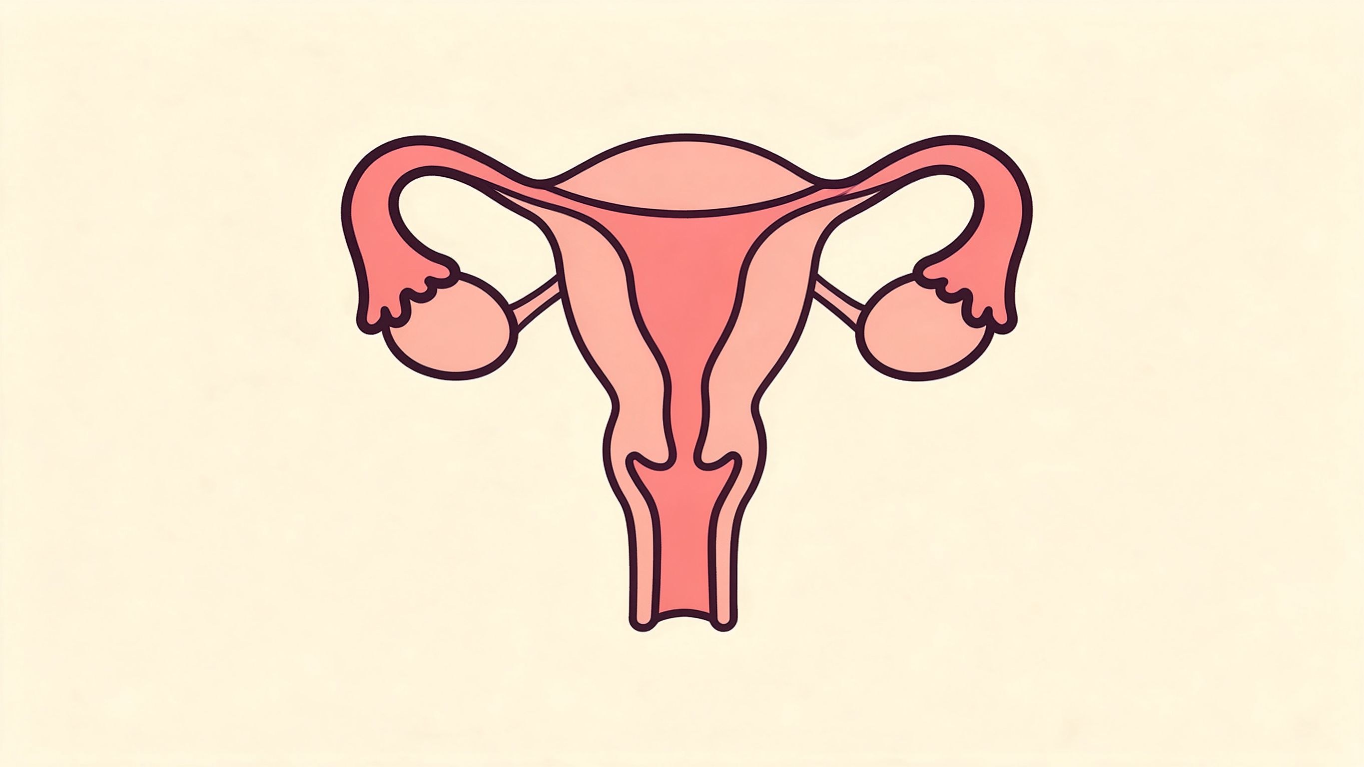 Female reproductive organs, posterior view annotated picture vocabulary with labeled objects