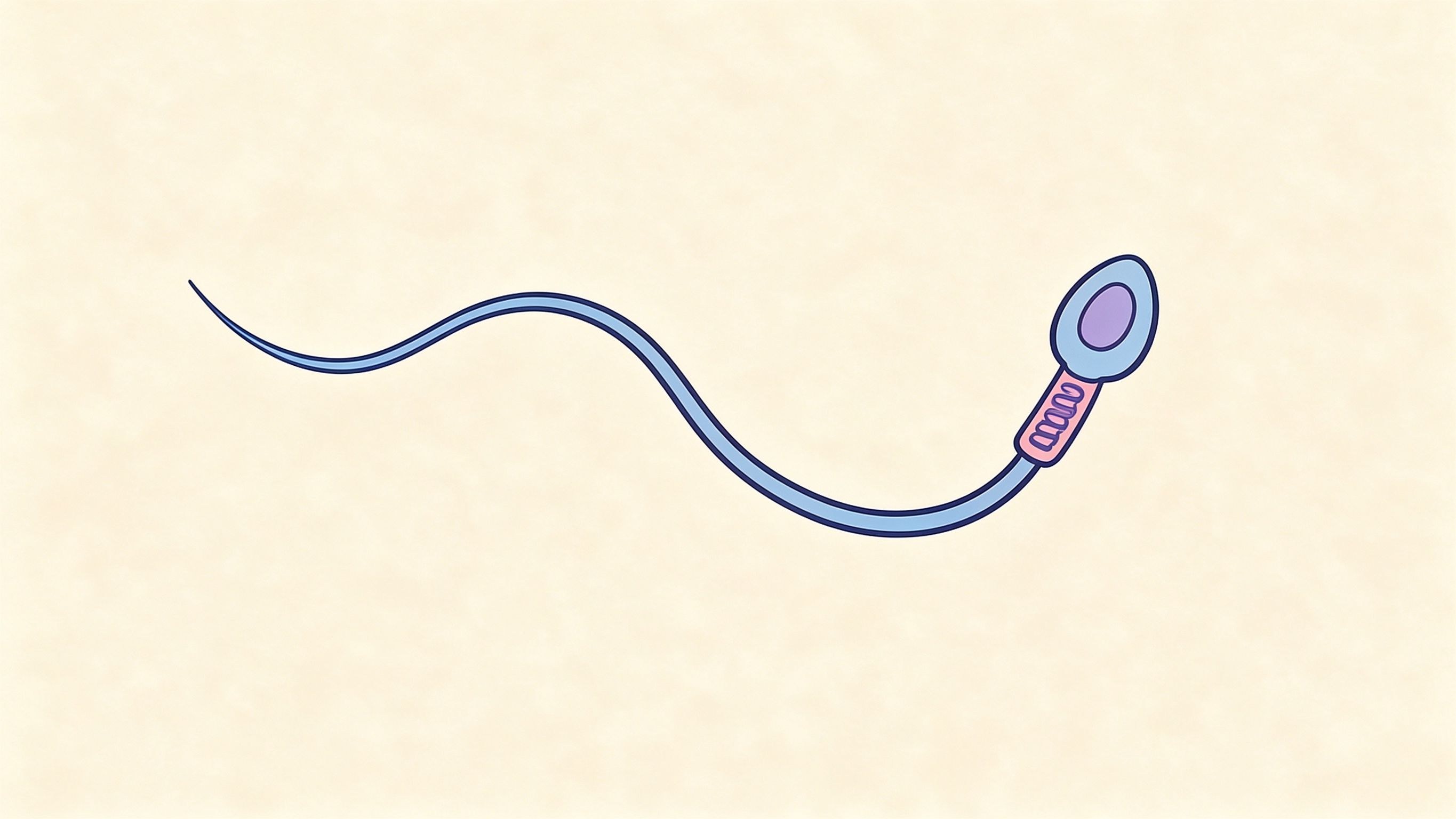 Sperm structure annotated picture vocabulary with labeled objects