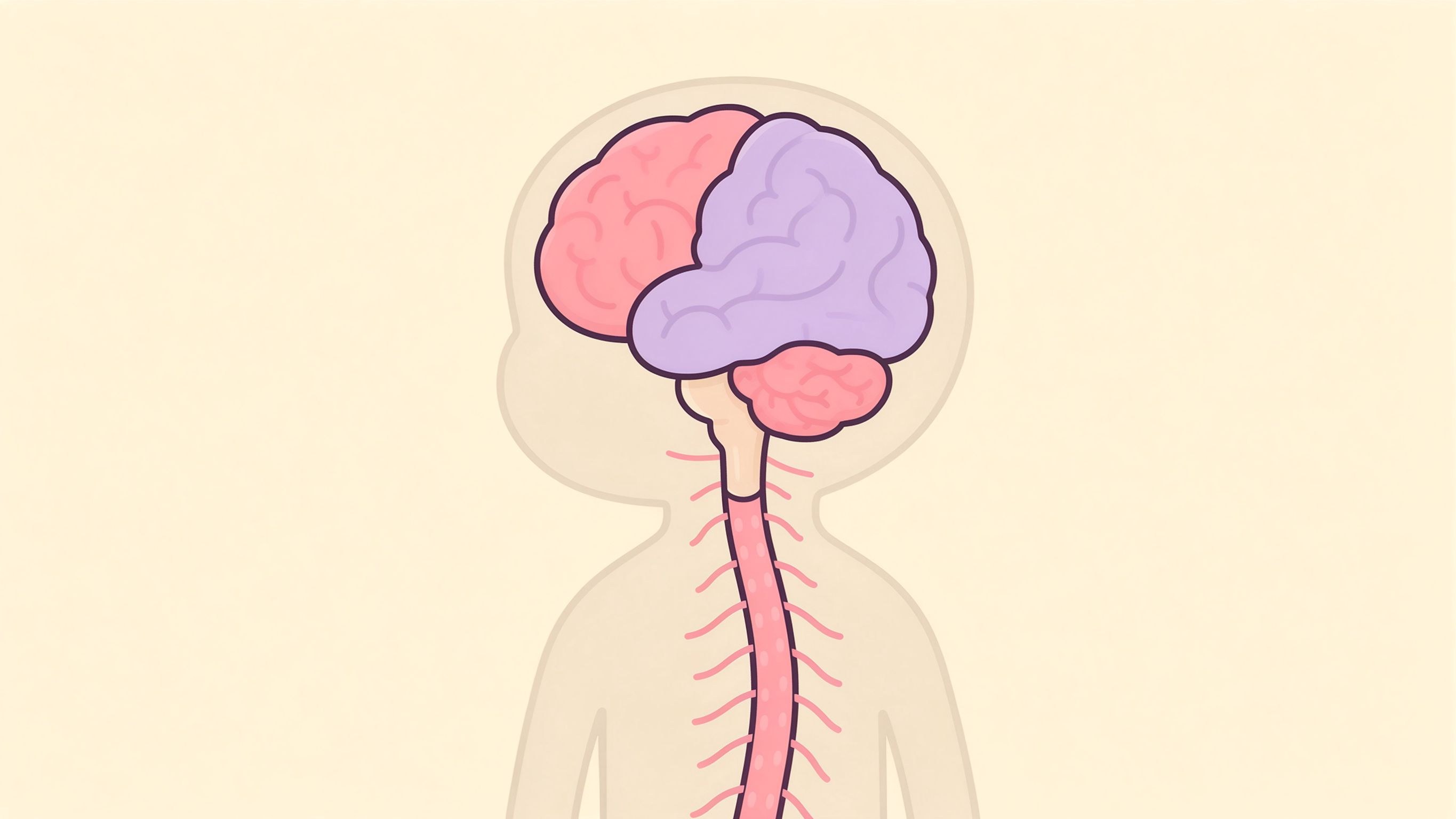 Central nervous system annotated picture vocabulary with labeled objects