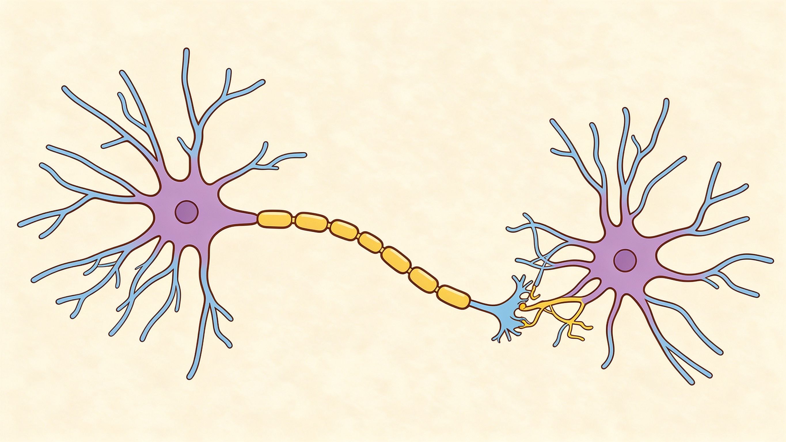 Neuron chain annotated picture vocabulary with labeled objects
