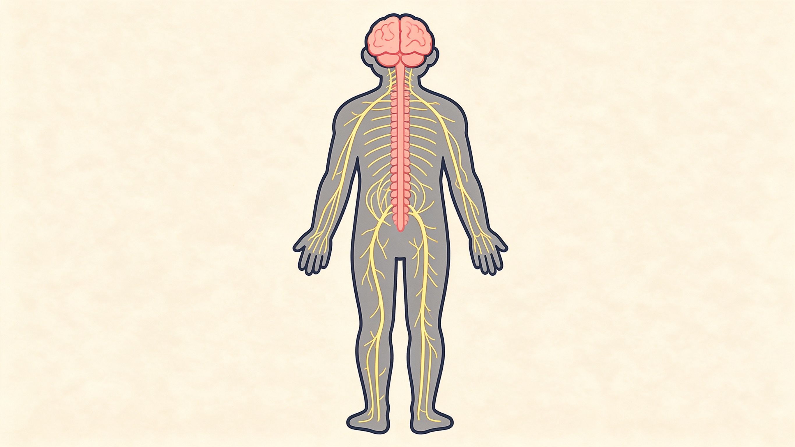 Peripheral nervous system annotated picture vocabulary with labeled objects