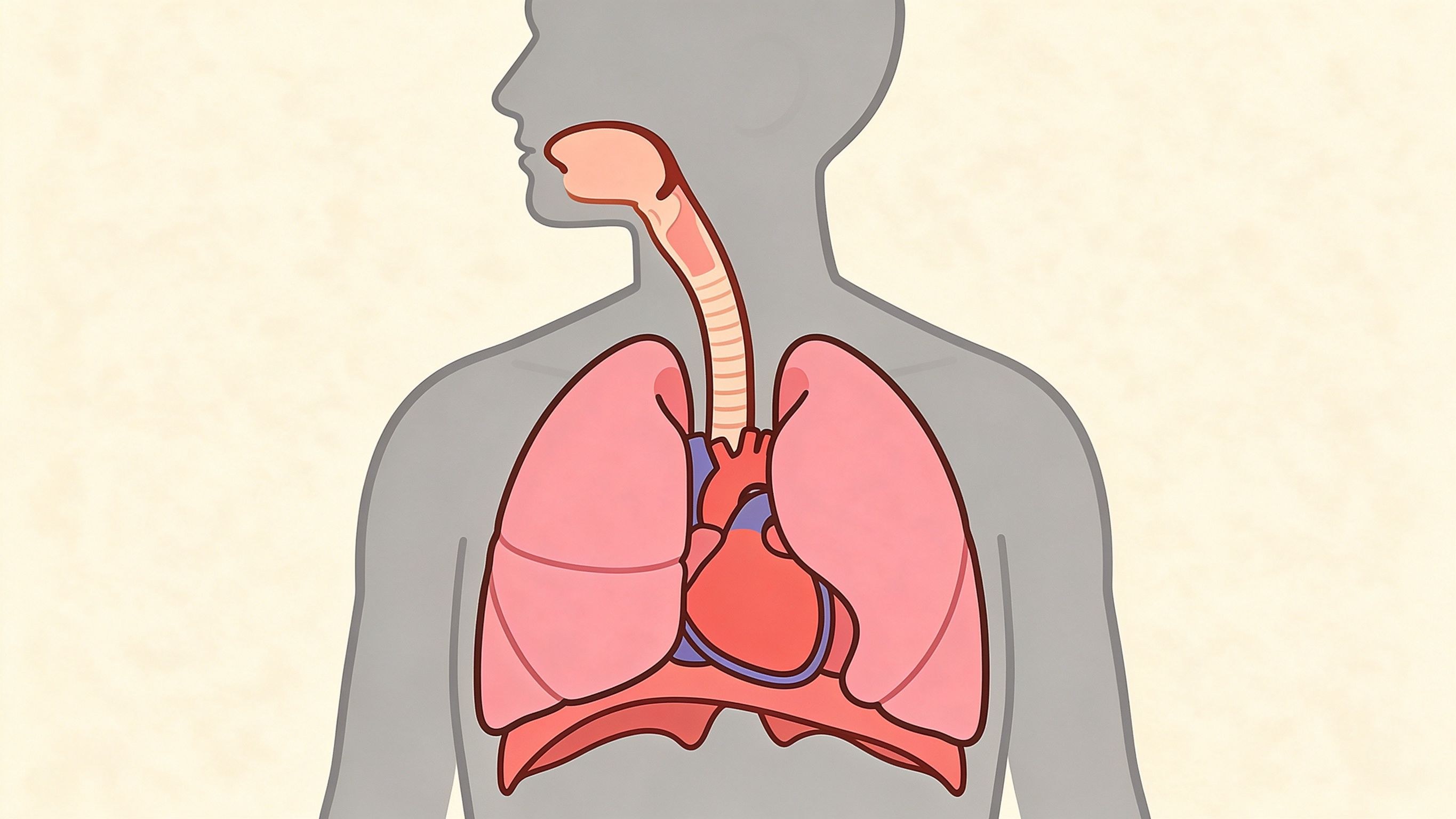 Respiratory system annotated picture vocabulary with labeled objects
