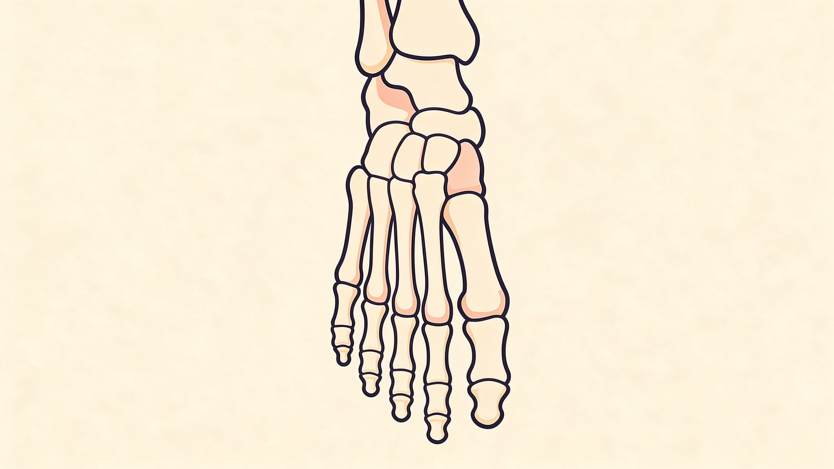 Foot bones annotated picture vocabulary with labeled objects