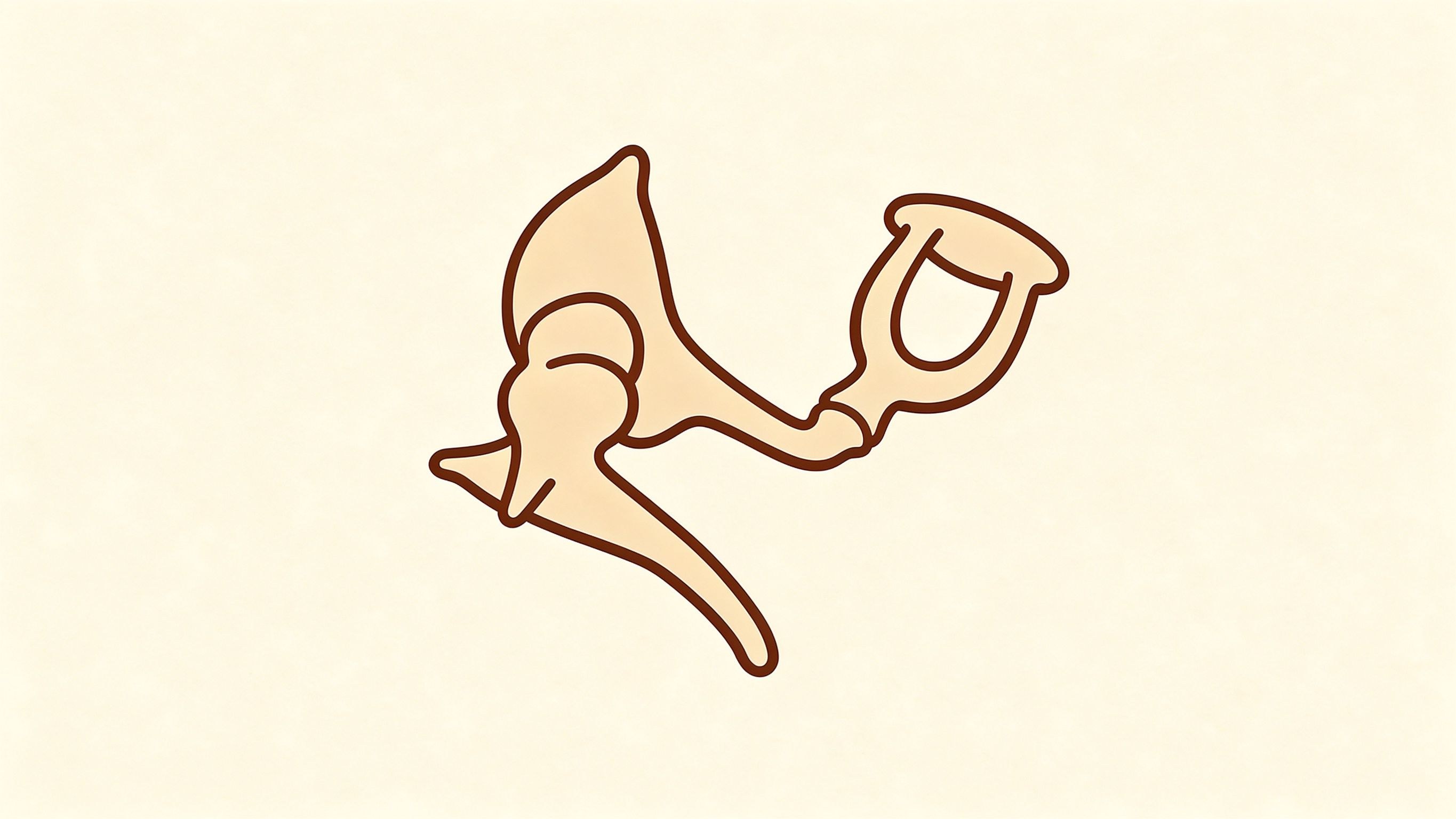 Auditory ossicles annotated picture vocabulary with labeled objects