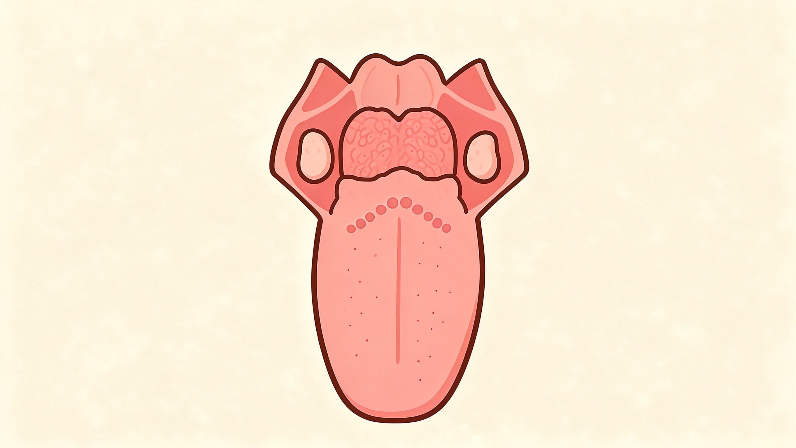 Dorsum of tongue annotated picture vocabulary with labeled objects